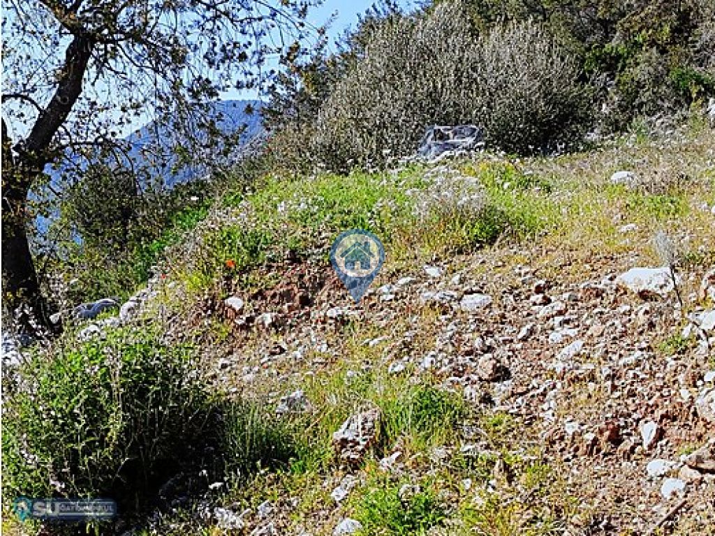 TURGUT KÖYÜNDE DENİZE YAKIN TARLA